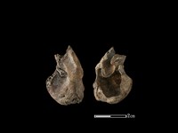 梅花鹿骨藏品圖，第1張