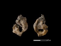 梅花鹿骨藏品圖，第1張