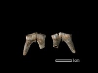 梅花鹿骨藏品圖，第1張