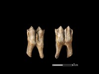 梅花鹿骨藏品圖，第1張