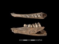 梅花鹿骨藏品圖，第1張