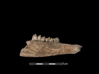 梅花鹿骨藏品圖，第2張