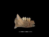 梅花鹿骨藏品圖，第2張