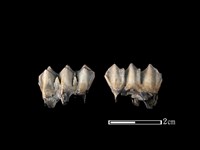 梅花鹿骨藏品圖，第1張