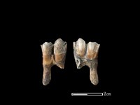 梅花鹿骨藏品圖，第1張