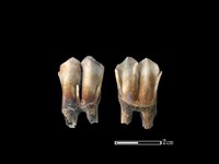 梅花鹿骨藏品圖，第1張