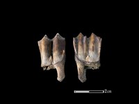 梅花鹿骨藏品圖，第1張