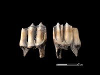 梅花鹿骨藏品圖，第1張