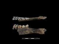 梅花鹿骨藏品圖，第1張