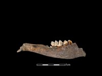 梅花鹿骨藏品圖，第2張