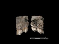 梅花鹿骨藏品圖，第1張