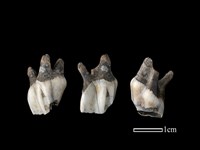 梅花鹿骨藏品圖，第1張