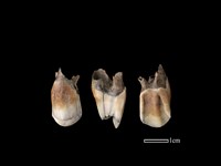 梅花鹿骨藏品圖，第1張