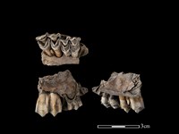 梅花鹿骨藏品圖，第1張