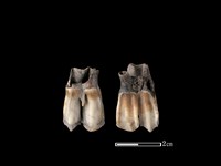 梅花鹿骨藏品圖，第1張