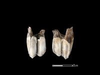 梅花鹿骨藏品圖，第1張