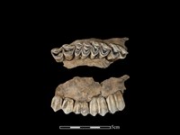 梅花鹿骨藏品圖，第1張