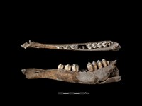 梅花鹿骨藏品圖，第1張