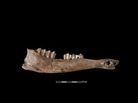 梅花鹿骨藏品圖，第2張