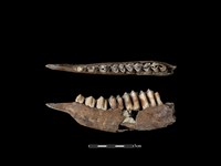 梅花鹿骨藏品圖，第1張