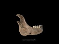 梅花鹿骨藏品圖，第2張