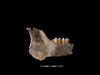 梅花鹿骨藏品圖，第2張