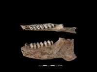 梅花鹿骨藏品圖，第1張