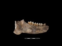 梅花鹿骨藏品圖，第2張