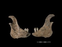 梅花鹿骨藏品圖，第1張