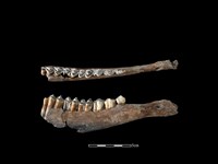 梅花鹿骨藏品圖，第1張