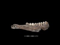 梅花鹿骨藏品圖，第2張