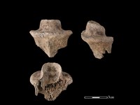 梅花鹿骨藏品圖，第1張