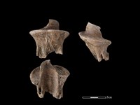 梅花鹿骨藏品圖，第1張