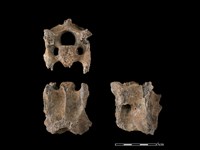 梅花鹿骨藏品圖，第1張