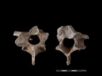 梅花鹿骨藏品圖，第1張