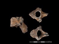 梅花鹿骨藏品圖，第1張