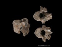 梅花鹿骨藏品圖，第1張