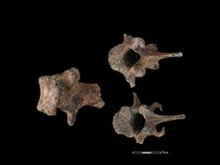 梅花鹿骨藏品圖，第1張