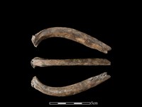 梅花鹿骨藏品圖，第1張