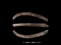 梅花鹿骨藏品圖，第1張