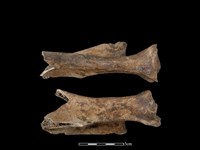 梅花鹿骨藏品圖，第1張