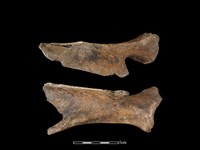 梅花鹿骨藏品圖，第2張