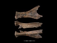 梅花鹿骨藏品圖，第1張