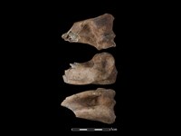 梅花鹿骨藏品圖，第1張