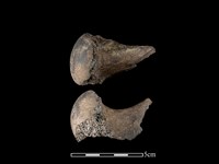 梅花鹿骨藏品圖，第1張