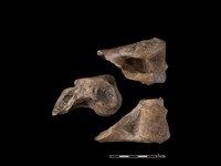 梅花鹿骨藏品圖，第1張