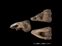 梅花鹿骨藏品圖，第1張