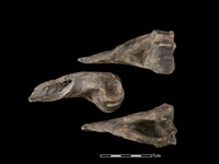 梅花鹿骨藏品圖，第1張