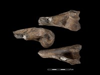 梅花鹿骨藏品圖，第1張