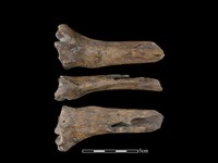 梅花鹿骨藏品圖，第1張